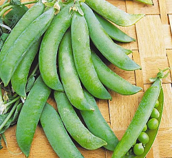 Горох Детский сладкий (сахарный)