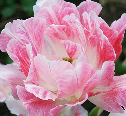 Тюльпан (Махровый ранний) - Силк Роуд