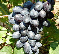 Виноград (плодовый) - Кодрянка