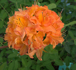 Азалия (японская) - Мандарин Лайтс