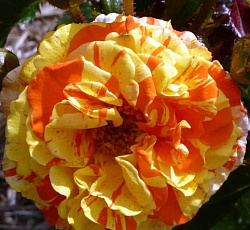 Роза (флорибунда) - Пападжина