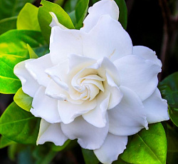 Гардения жасминовая Белоснежная роза