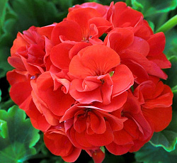 Пеларгония зональная Люстра Скарлет