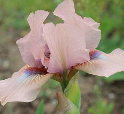 Ирис (карликовый) - Волтс