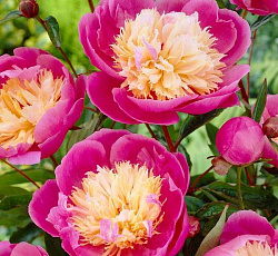 Пион (Травянистый) - Боул ов Бьюти