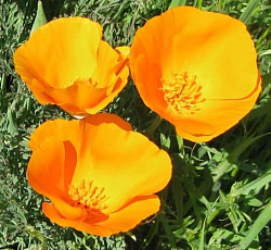 Эшшольция Оранжевый шелк