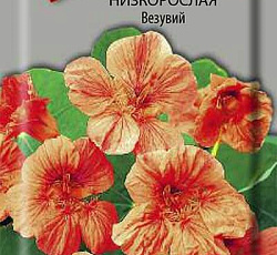 Настурция низкорослая Везувий