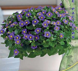 Экзакум Ромео