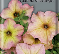 Петуния гибридная Софистика Антик шейдес