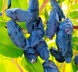 Жимолость - Бакчарский великан