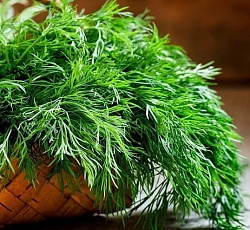 Укроп Кустистый