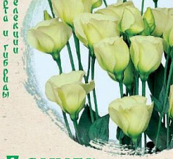 Эустома (лизиантус) Пикколо Лайм F1