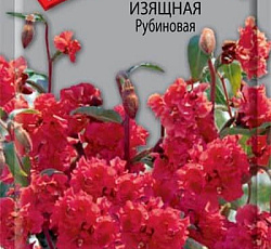 Кларкия изящная Рубиновая