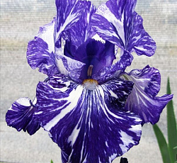 Ирис (бородатый) - Батик