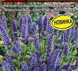 Мята Флорентина