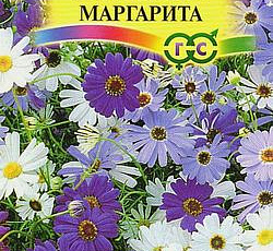 Брахикома Иберисолистная Маргарита