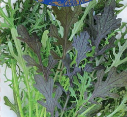 Горчица салатная Мей Лин (сарептская)