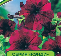 Петуния Кэнди Лауренса F1 крупноцветковая прямостоячая