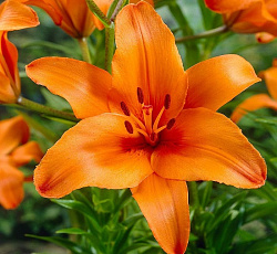 Лилия (азиатская) - Брунелло