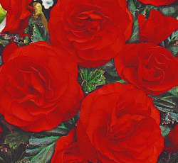 Бегония Клубневая Нон-Стоп Скарлет F1 (махровая)