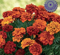 Бархатцы отклоненные Файрбол