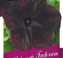 Петуния крупноцветковая Черный бархат F1