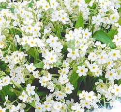 Незабудка альпийская Виктория белая