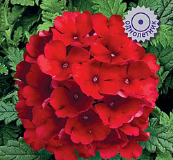 Вербена Обсешн Ред