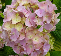 Гортензия (крупнолистная) - Рембрандт Белла Пич