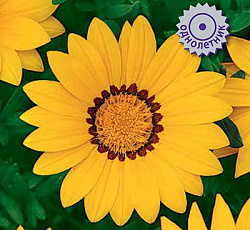 Газания Нью Дэй Еллоу