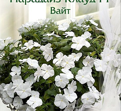 Катарантус Парадайз Клауд Вайт F1