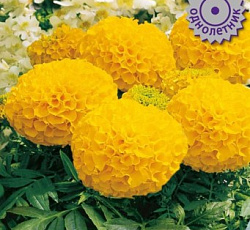 Бархатцы прямостоячие Антигуа Еллоу