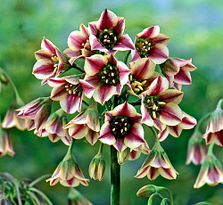 Лук декоративный - Болгарский