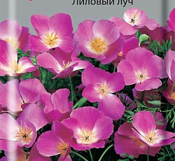 Эшшольция Лиловый луч