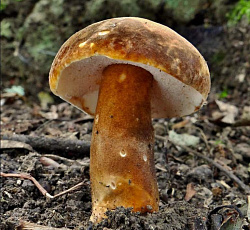 Белый гриб каштановый