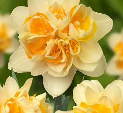 Нарцисс (Махровый) - Пич Кобблер