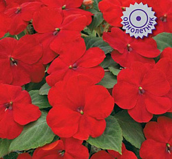 Бальзамин Джусто Ред