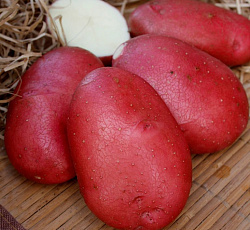 Картофель Маяк (ЭЛИТА)