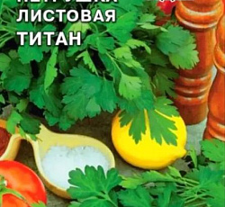 Петрушка листовая Титан