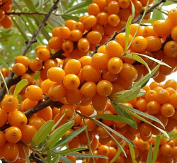 Облепиха - Елизавета