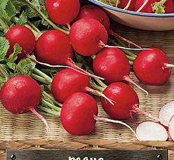 Редис Тореро F1