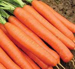 Морковь Деликатесная
