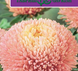 Астра Баллон Шамоа