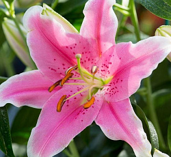 Лилия (восточная) - Медуза