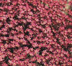 Камнеломка Арендса Пурпурный ковер