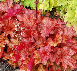 Гейхера (гибридная) - Паприка (Люкс)