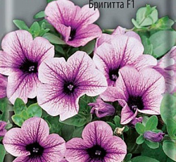 Петуния многоцветковая Бригитта F1