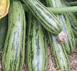 Кабачок Куанд