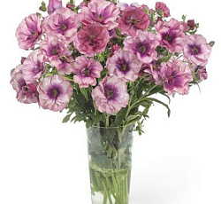 Лютик (гибридный) - Баттерфляй Фива