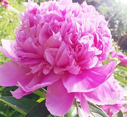 Пион (травянистый) - Месье Жюль Эли